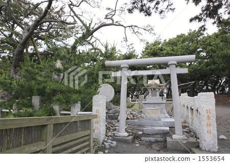 Hagoromo pine Hagoromo pine 1553654