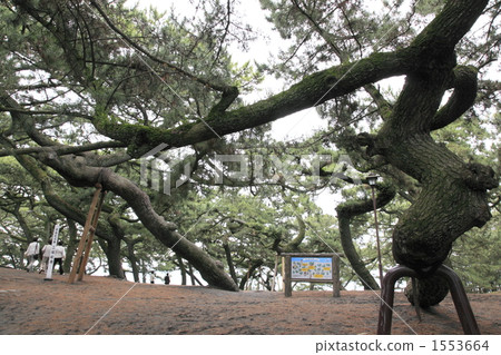 Hagoromo松 Hagoromo松 1553664