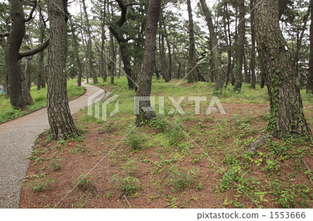 Miho no Matsubara 1553666