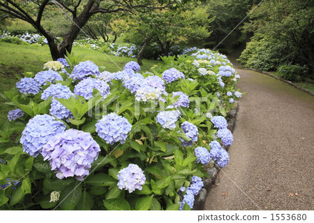 Iwamoto Yama Park的繡球花 Iwamoto Yama Park的繡球花 1553680