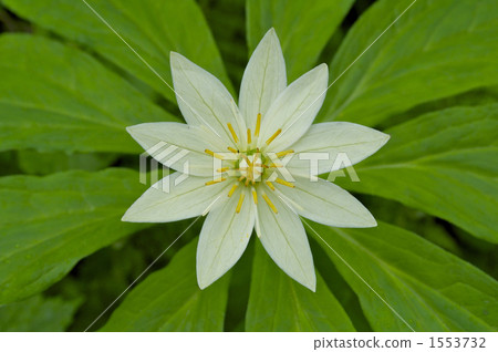Quinogassau Quinogassau 1553732