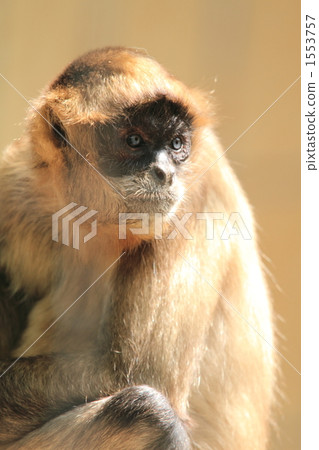 蜘蛛猴科 哺乳動物 瀕危物種 1553757