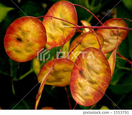 Ripe rice cracked ripe 1553791