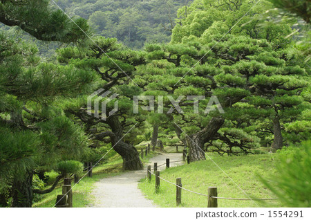 Pine tree at Rurin Park 1554291