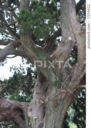 Natural treasure Ibuki 1554422