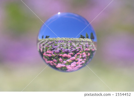 大理石透鏡 繡球花 雨季 1554452