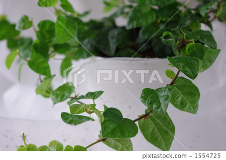 爬行無花果 室內盆栽 觀葉植物 1554725