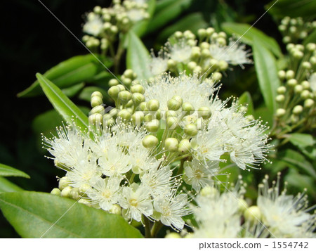 Lemon Myrtle Lemon Myrtle 1554742