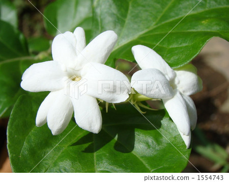 jasmine, marika, arabian jasmine 1554743