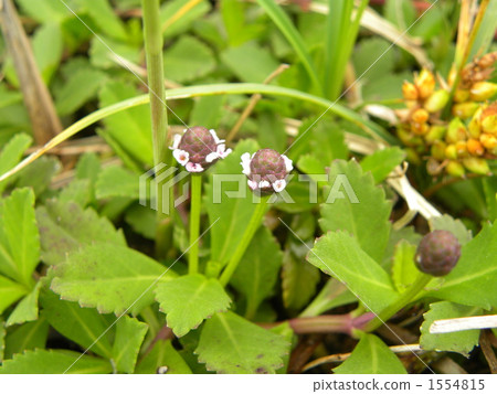 Two flowers blooming cherry blossom 1554815