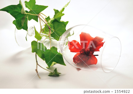 wine glass, ivy, christmas rose 1554922