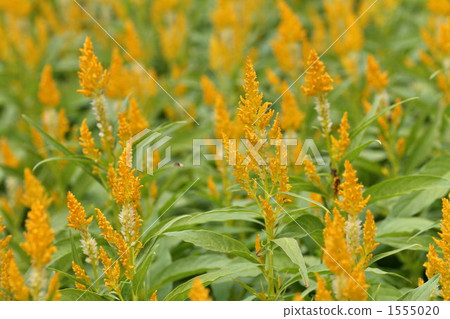 雞冠花 花園 植物 1555020
