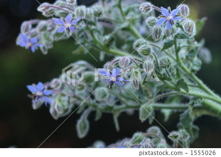 borago officinallis, starflower, borage 1555026