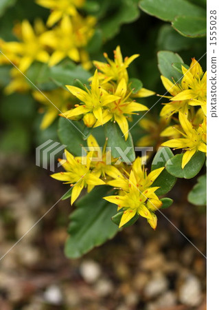 sedum, crassulaceae, kamchatka stonecrop 1555028