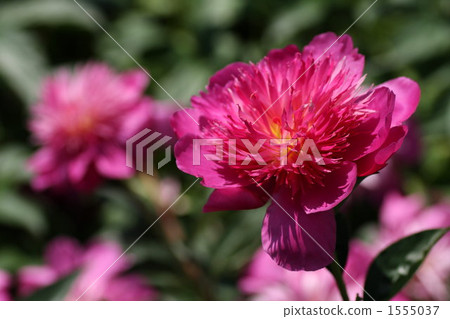 chinese peony, button, buttons 1555037