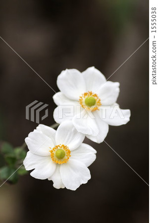 anemone hupehensis var. japonica, japanese anemone, buttercup 1555038