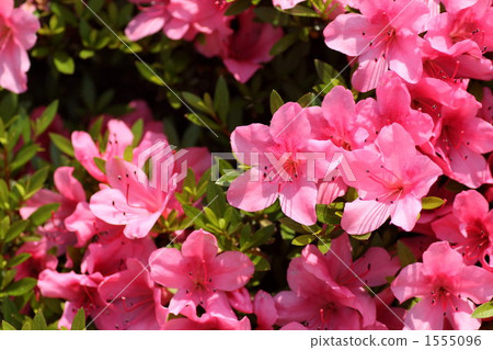杜鵑花 植物 植物學 1555096
