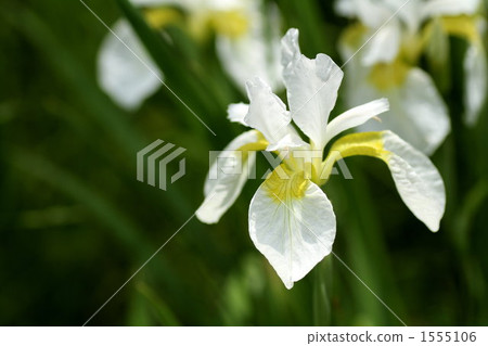 鳶尾 虹膜 植物 1555106