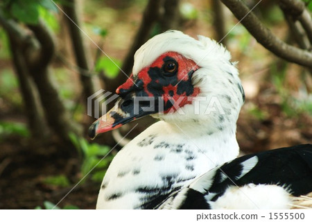 Everyone takes care of everyone, but I am lonely alone. 1555500