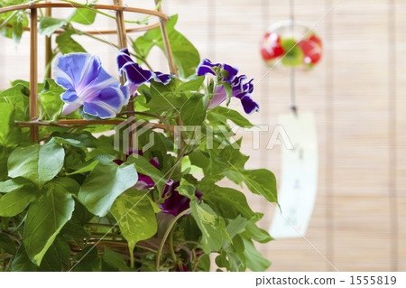 牽牛花和風鈴 1555819