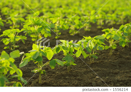 Bean seedling 1556214