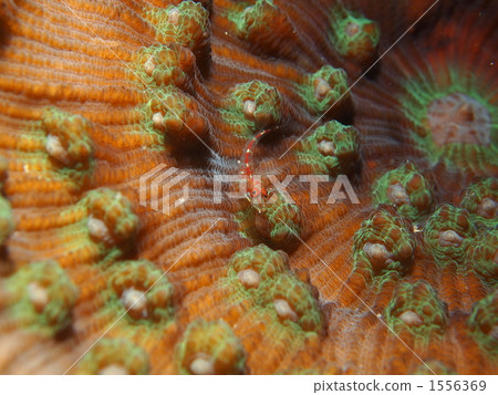 Akasuji mitake goby and coral 1556369