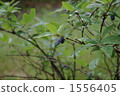 lonicera gracilipes, tomakomai, yufutsu 1556405