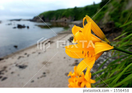 自然 花朵 花 1556458