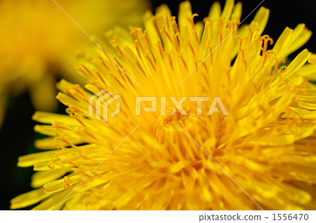 bloom, blossom, blossoms 1556470
