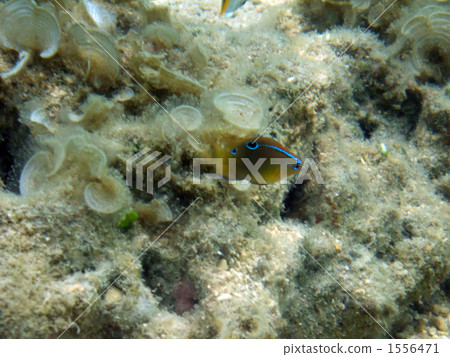 熱帶魚 八重山 沖繩 1556471