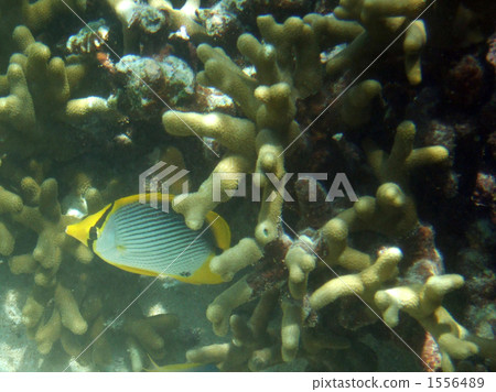 熱帶魚 珊瑚 星沙海灘 1556489