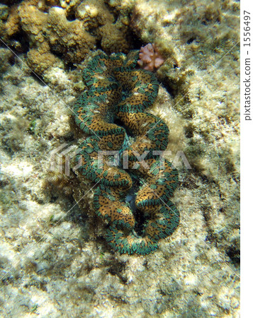 giant clam, star-sand beach, iriomote-jima 1556497