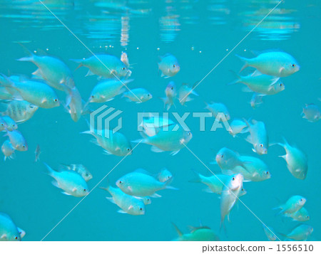 tropical fish, blue green damselfish, blue-green chromis 1556510