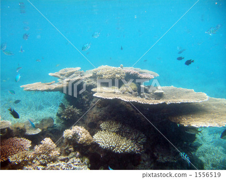 table coral, tropical fish, yaeyama 1556519