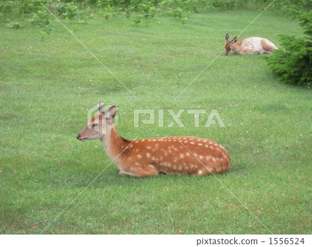 梅花鹿 蝦夷鹿 知床半島 1556524