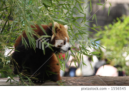 在小熊貓吃飯期間 1556545