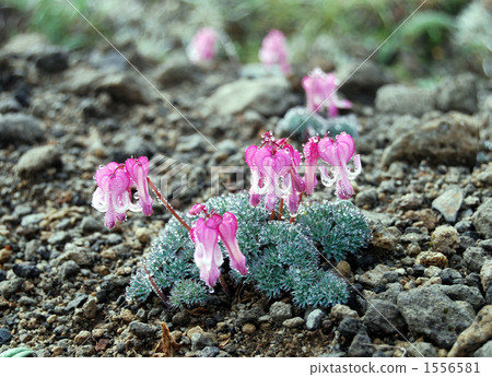 Cocks full of water drops 1556581