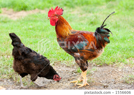 雞 雞肉 本地土雞 1556606