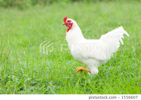 chicken, chickens, locally raised chicken 1556607