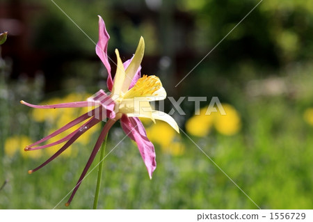 european columbine, fan columbine, cultivar 1556729