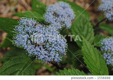Myriad flowers blooming close to the ground 1556898
