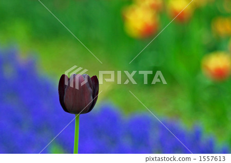 bloom, tulipa, blossom 1557613