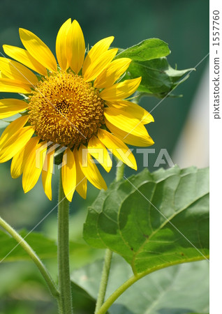 Sunflower 1557760