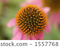 Echinacea 1557768