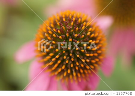 Echinacea 1557768