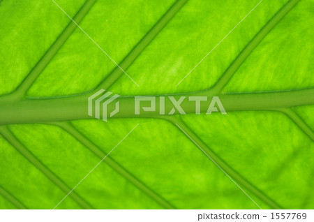 Kwazu imo Kwazu imo 1557769