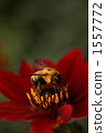 zinnia, bee, hive bee 1557772
