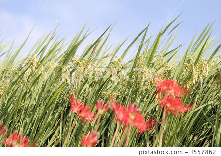 米耳和Higanbana 米耳和Higanbana 1557862