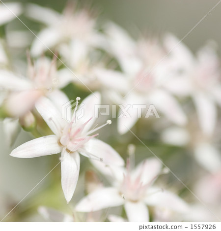 金樹 金樹 1557926