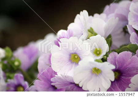 Primula Obconica 1557947